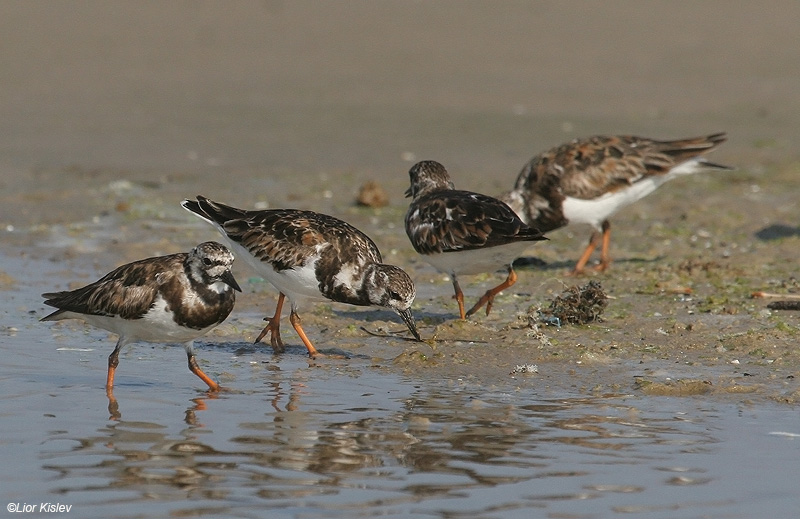    Ruddy Turnstone Arenaria interpres                            , 2009.: 